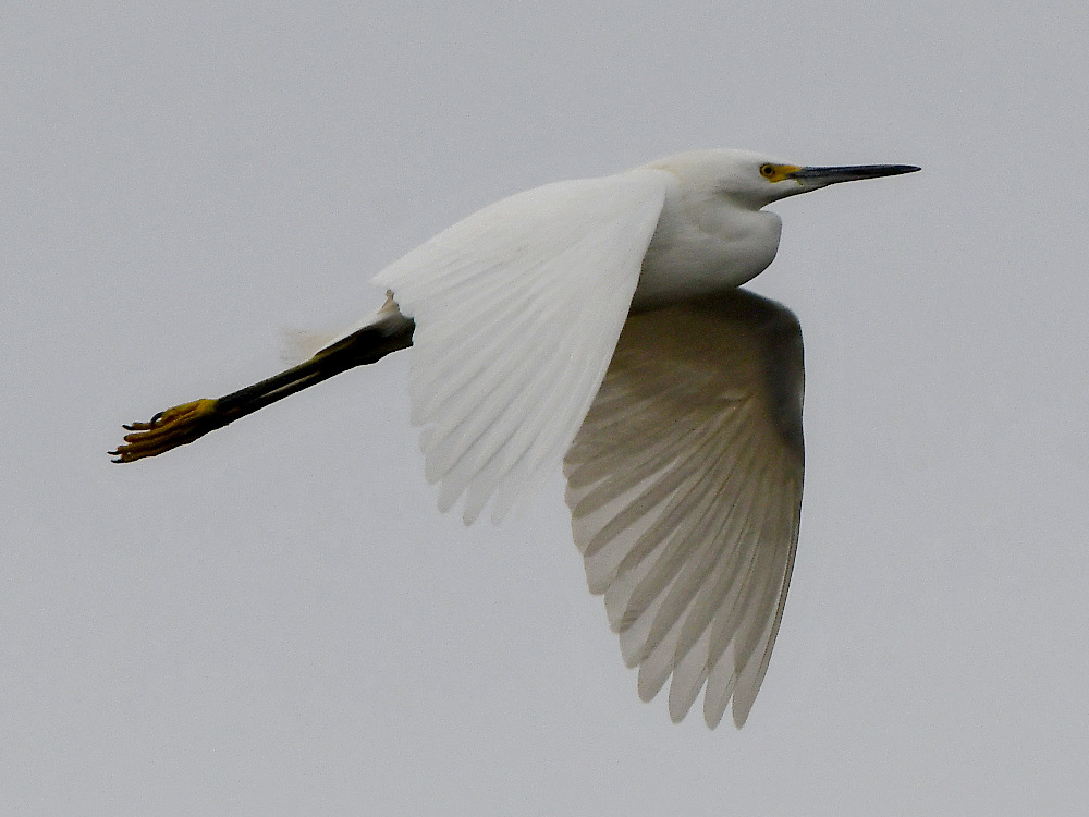 Egret2.jpg