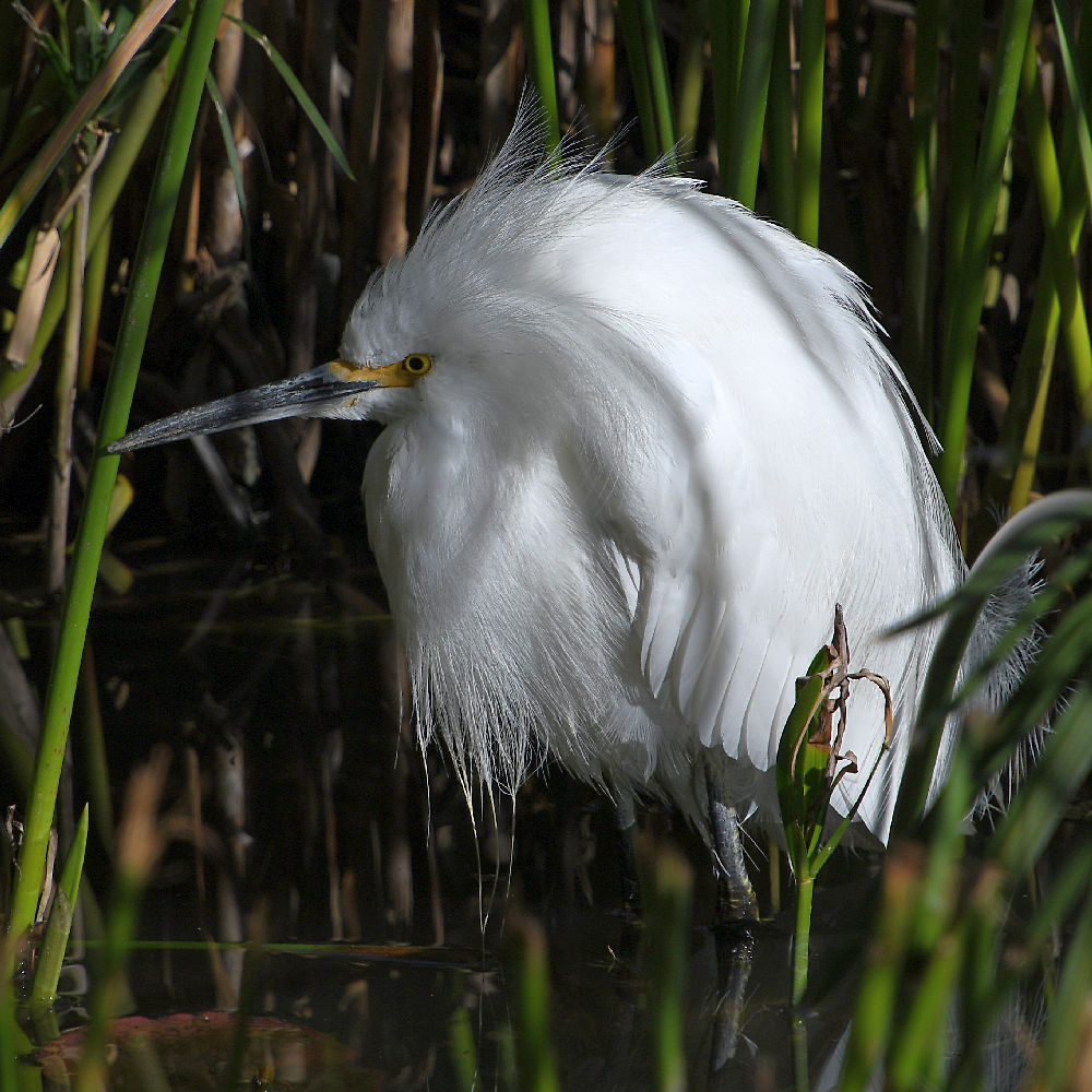 Egret2.jpg