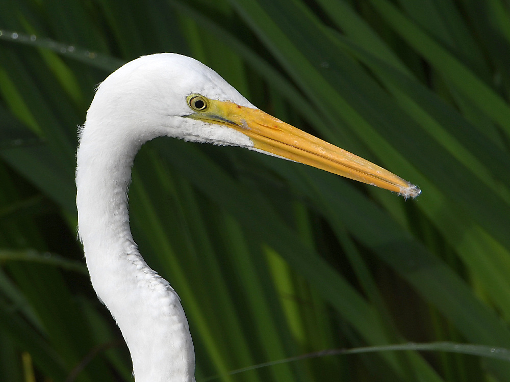 Egret2.jpg
