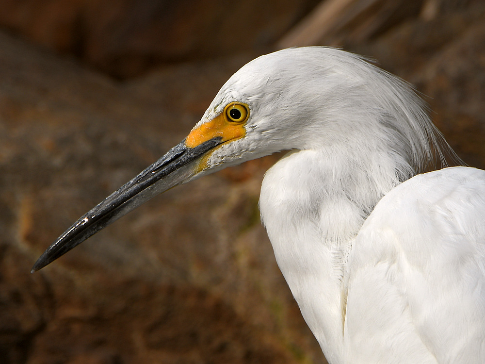Egret2.jpg
