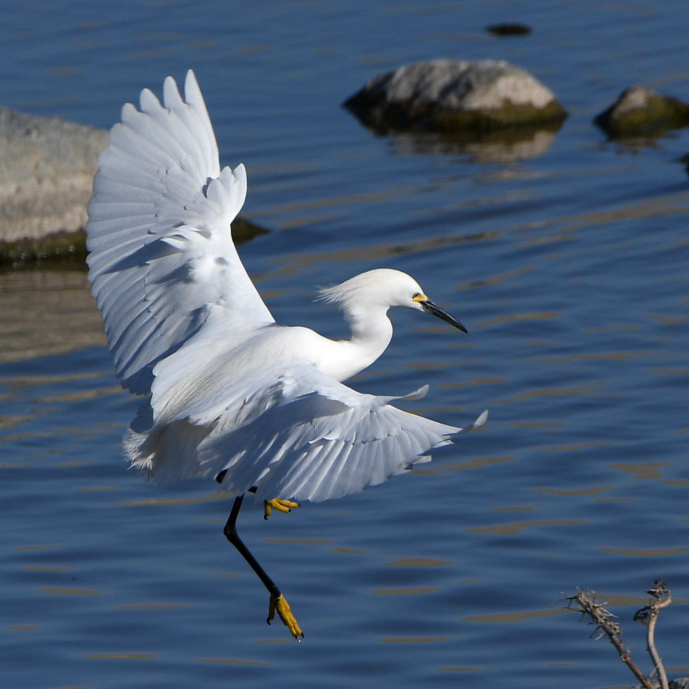 Egret2.jpg