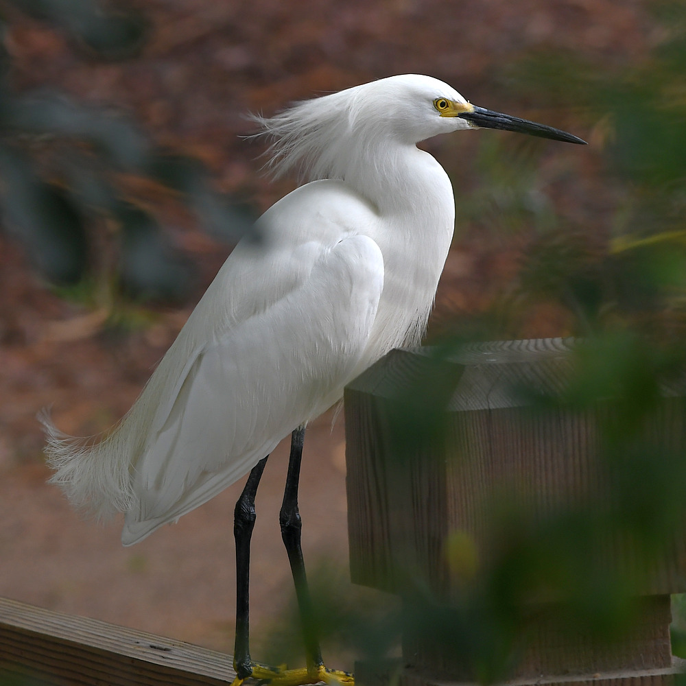 Egret2.jpg