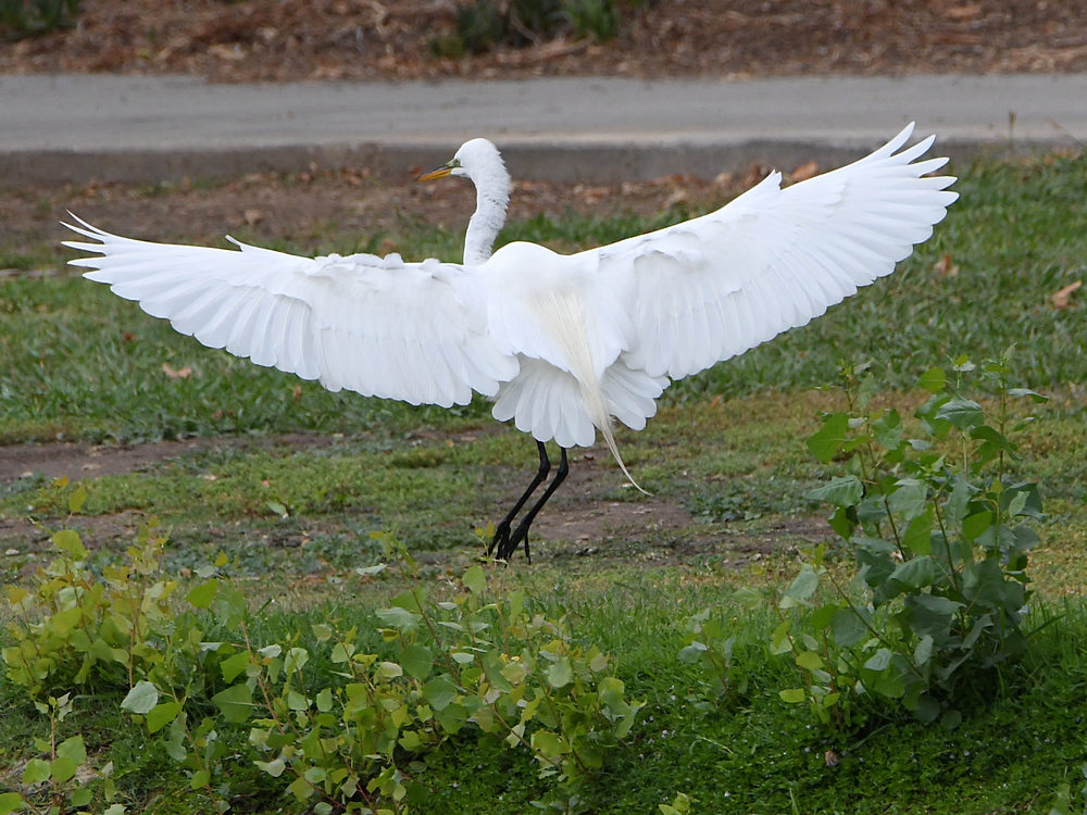 Egret2.jpg