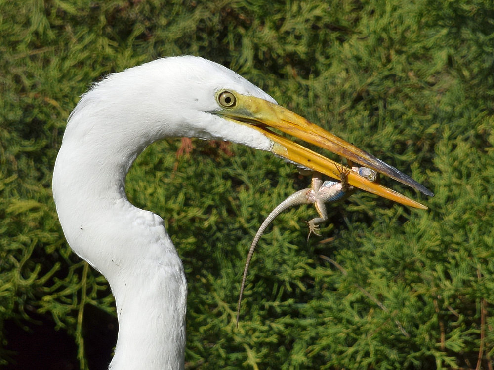 Egret2.jpg