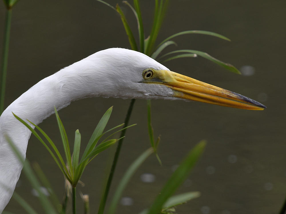 Egret2.jpg