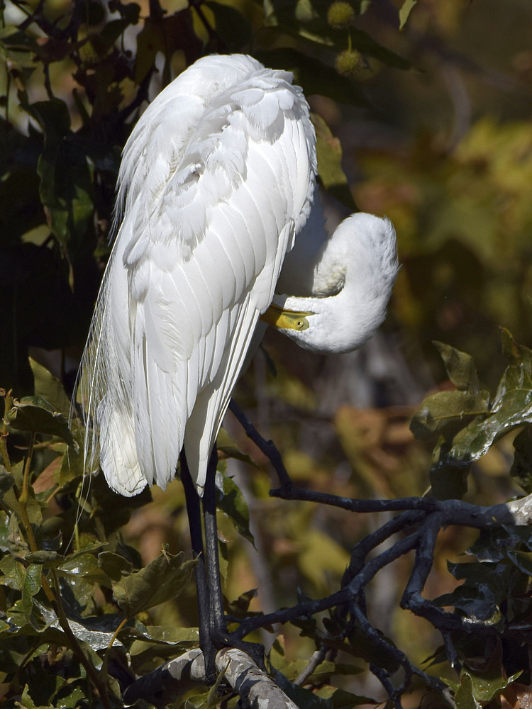 Egret2.jpg