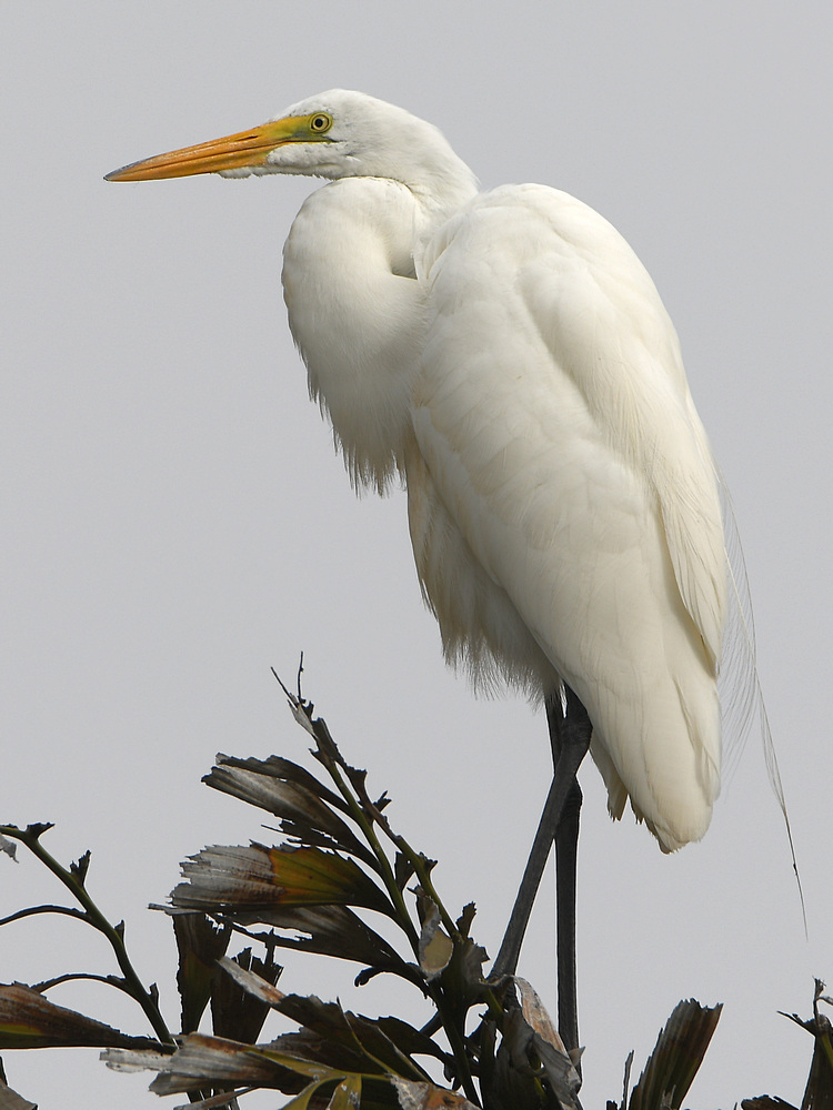 Egret2.jpg
