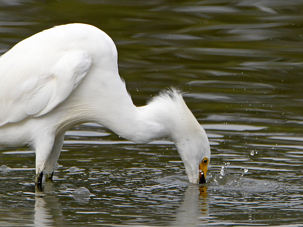 Egret2.jpg