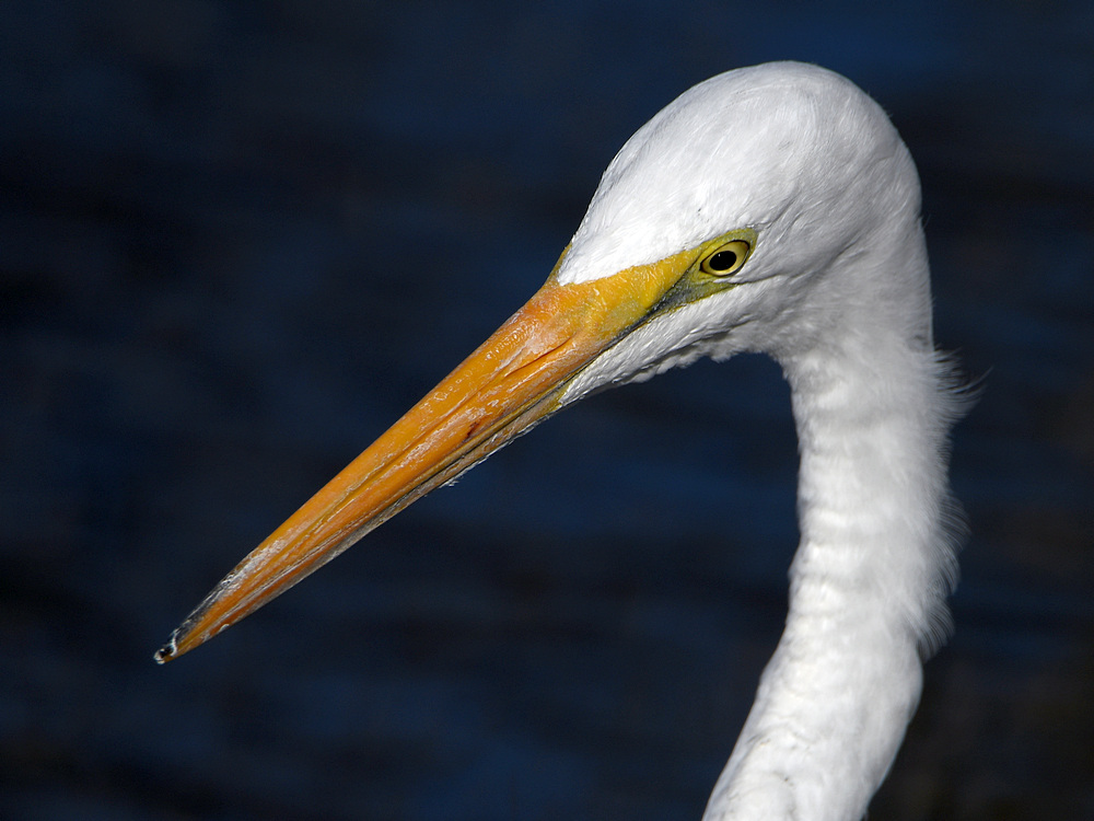 Egret2.jpg