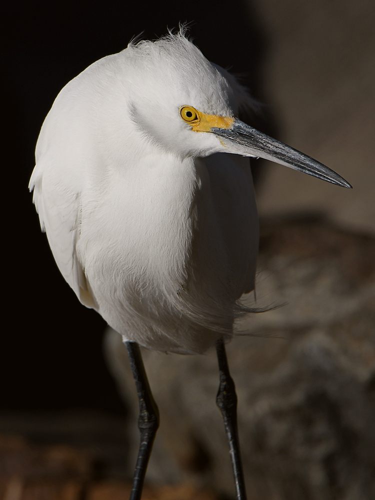 Egret2.jpg