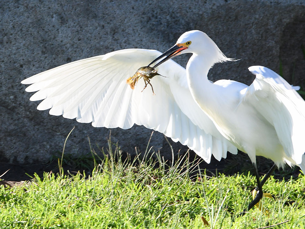 Egret2.jpg