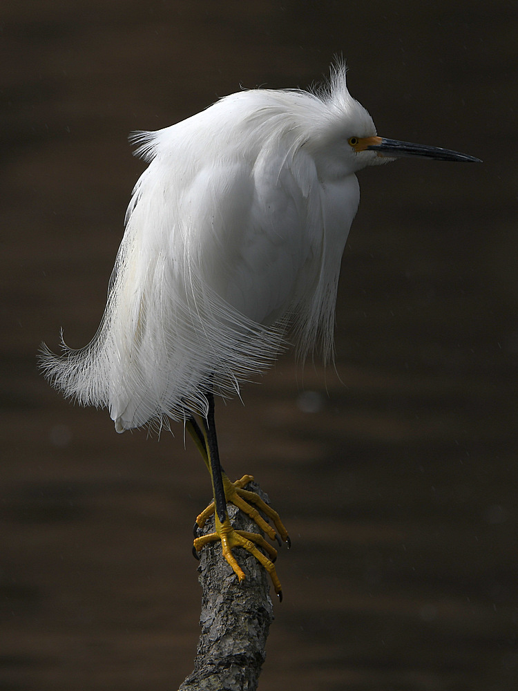Egret2.JPG