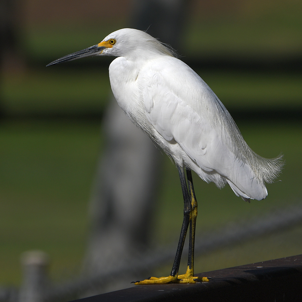 Egret2.jpg