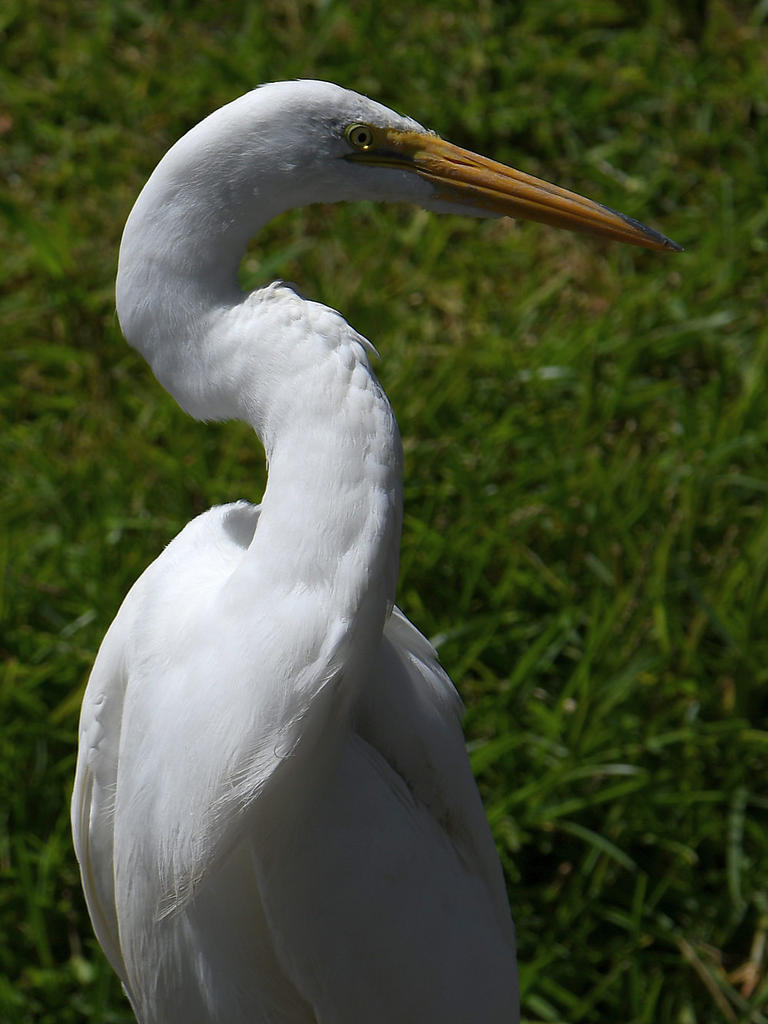 Egret2.jpg