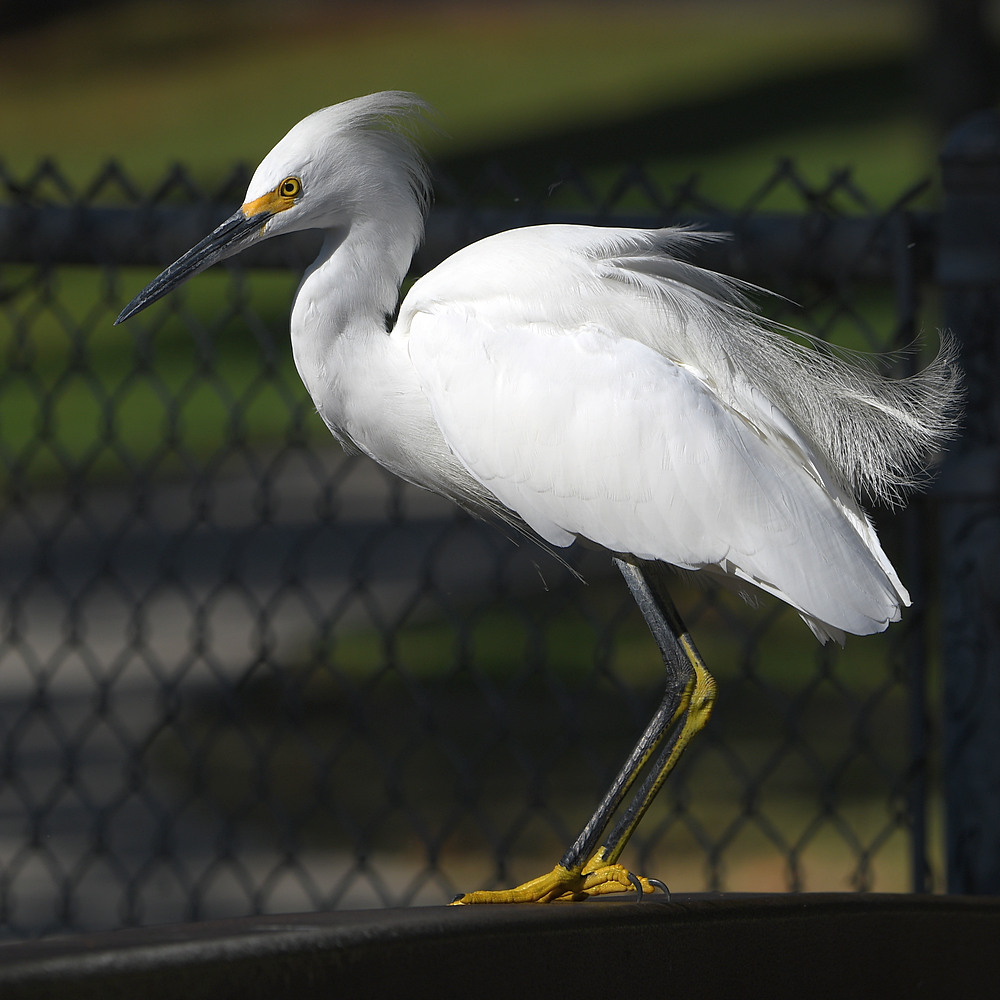 Egret2.jpg