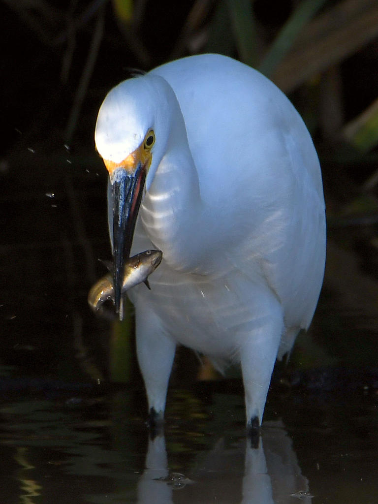 Egret2.jpg