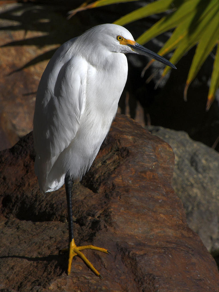 Egret2.jpg
