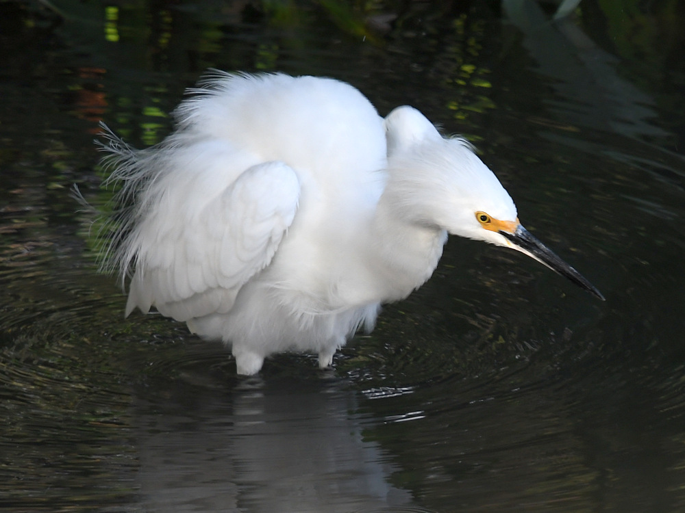 Egret2.jpg
