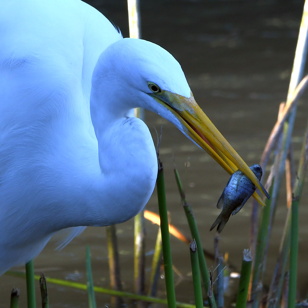 Egret2.jpg