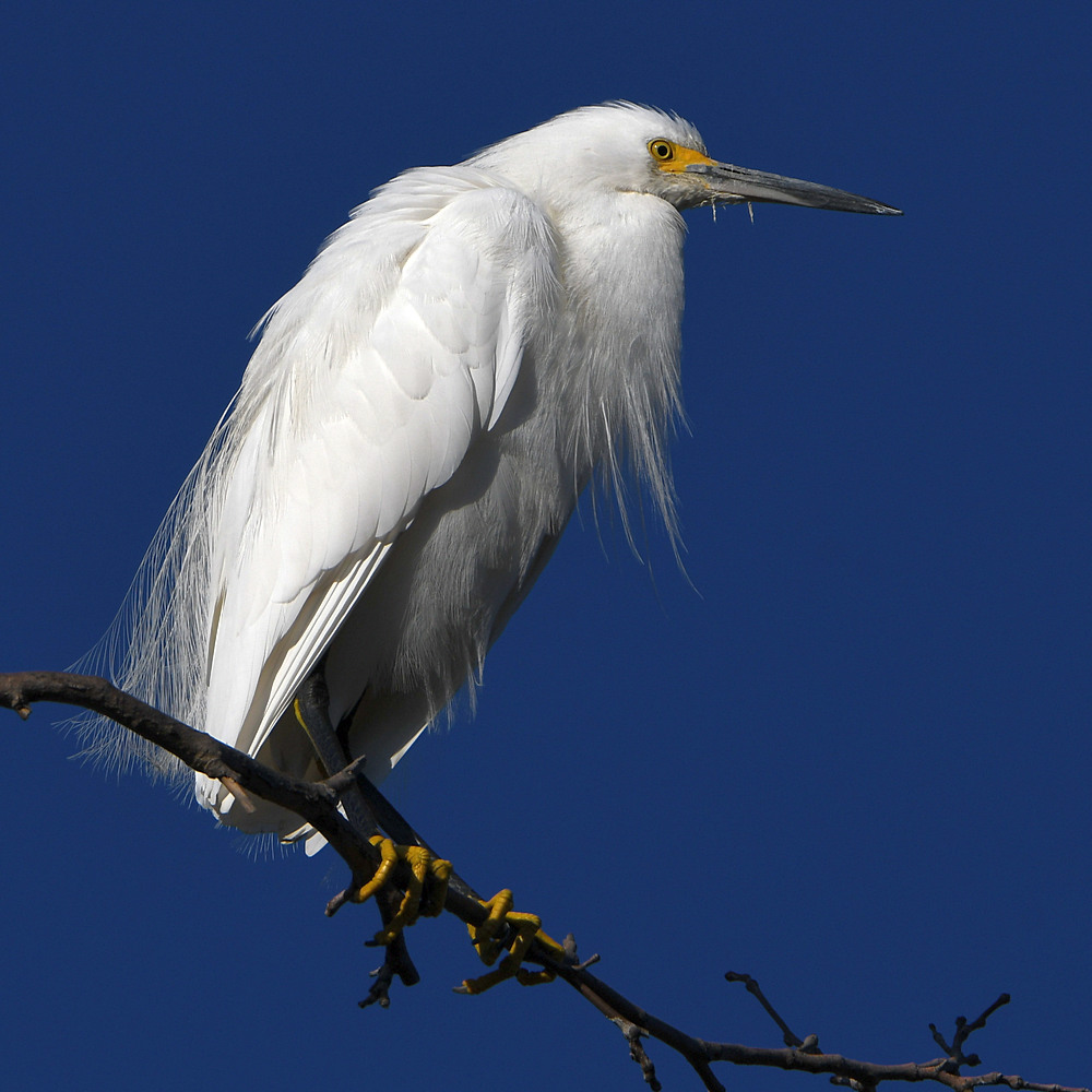 Egret2.jpg