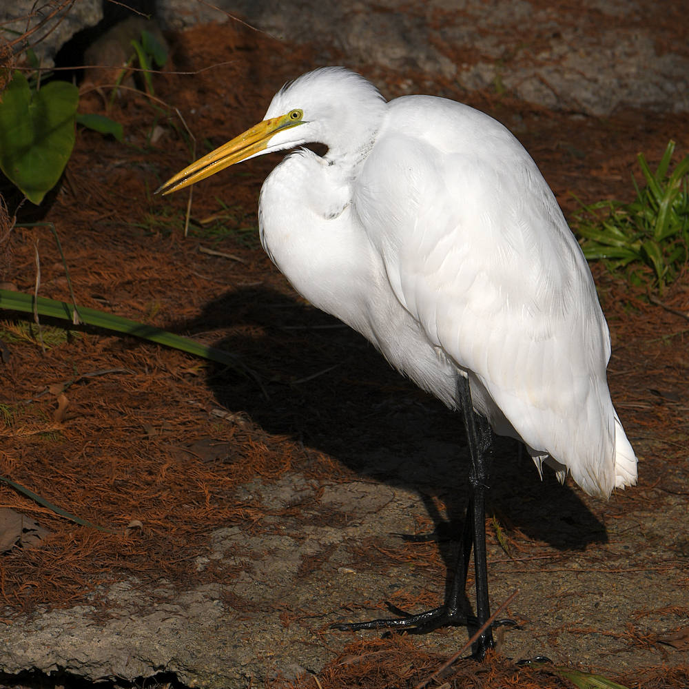 Egret2.jpg