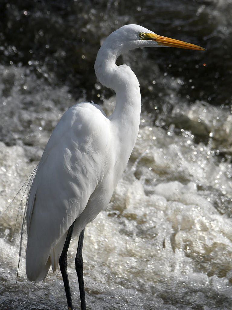 Egret2.jpg