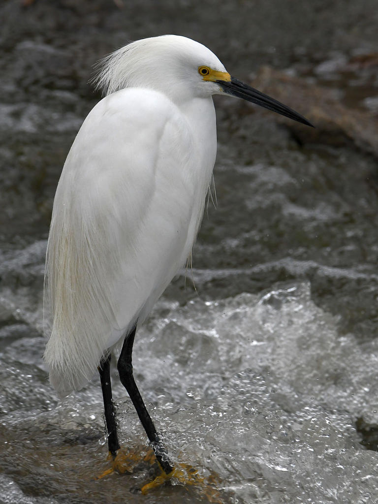Egret2.jpg