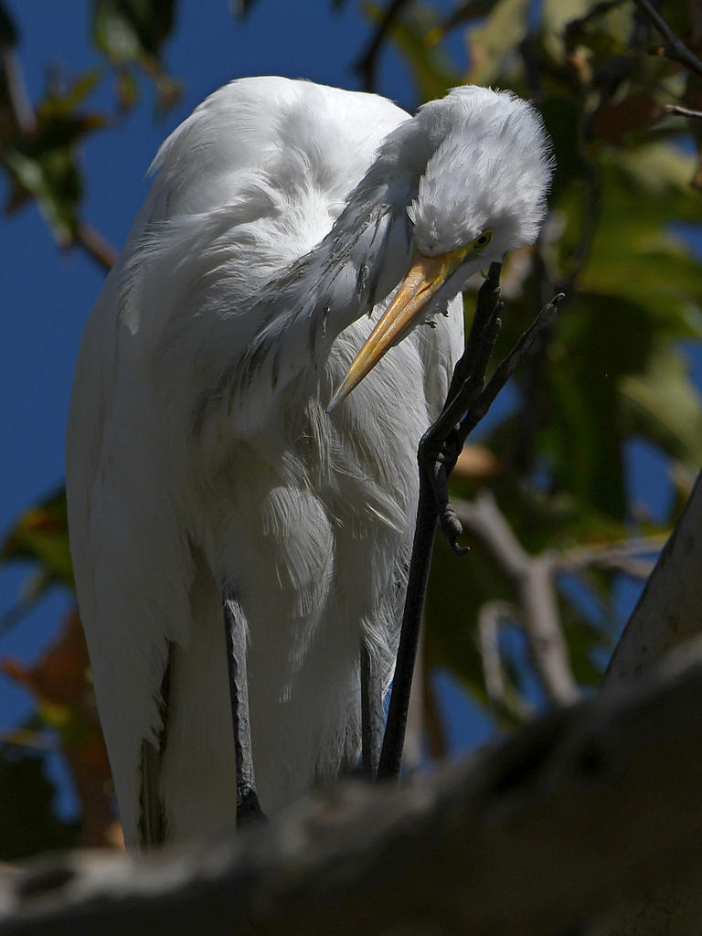 Egret2.jpg