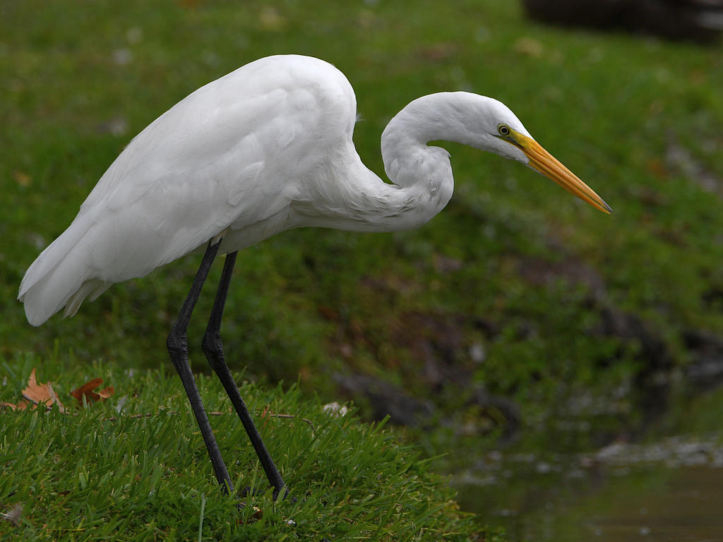 Egret2.jpg
