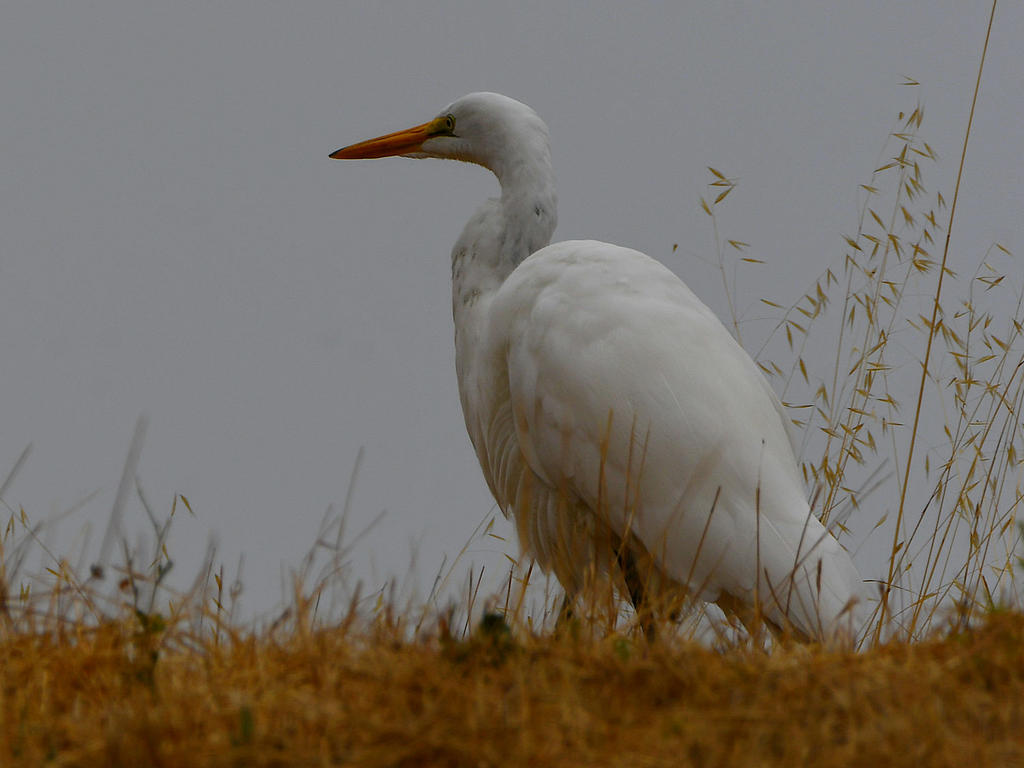 Egret2.jpg