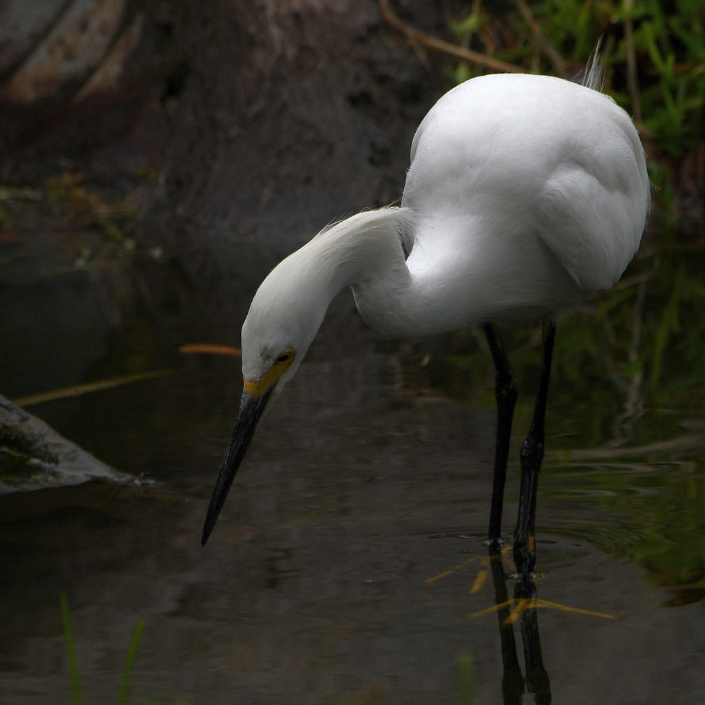 Egret2.jpg