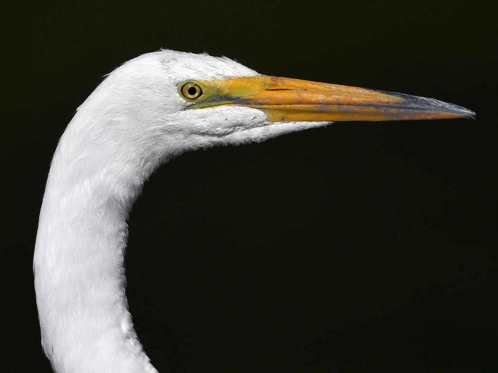 Egret2.jpg