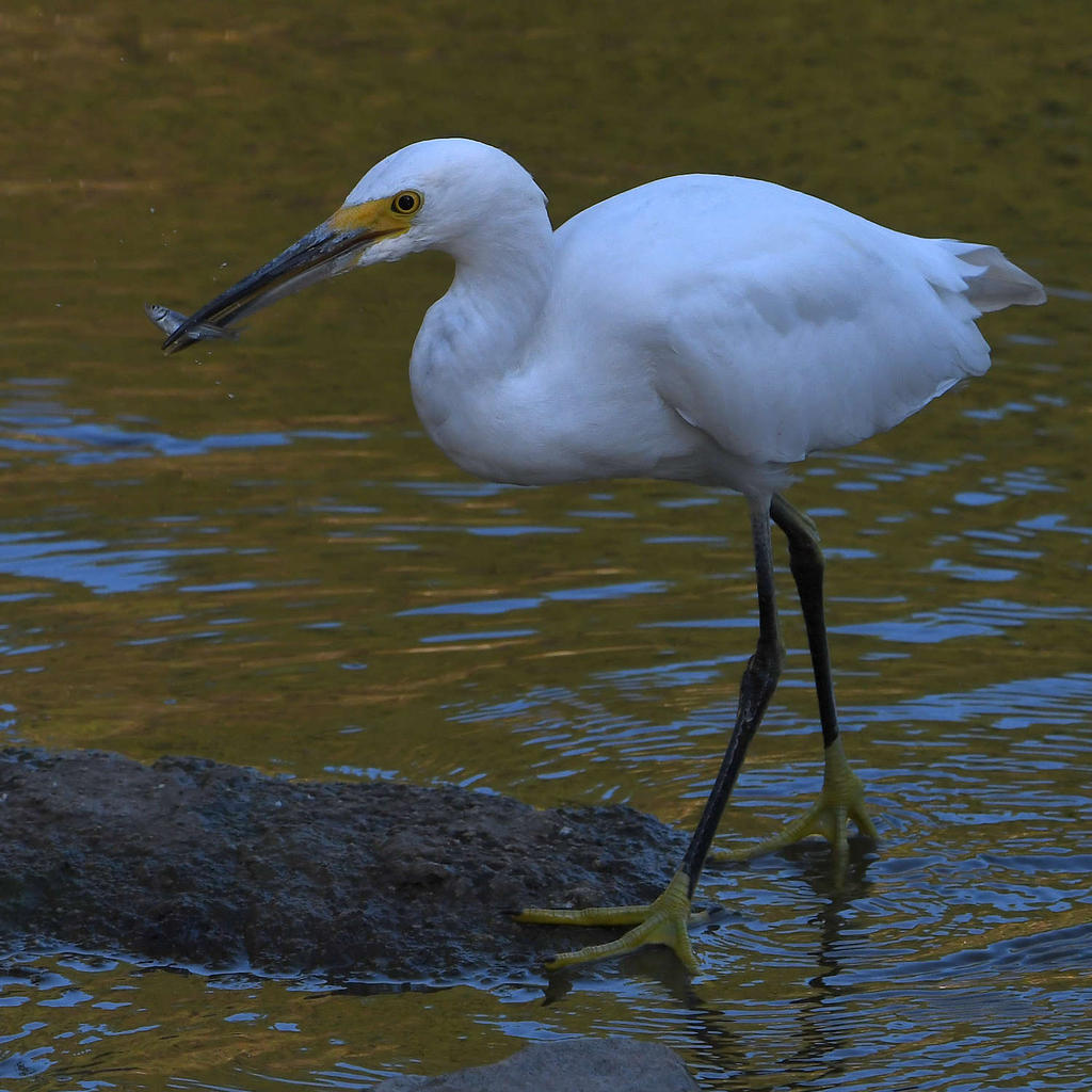 Egret2.jpg