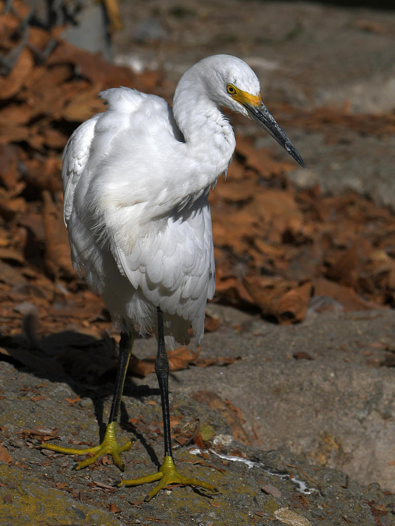 Egret2.jpg