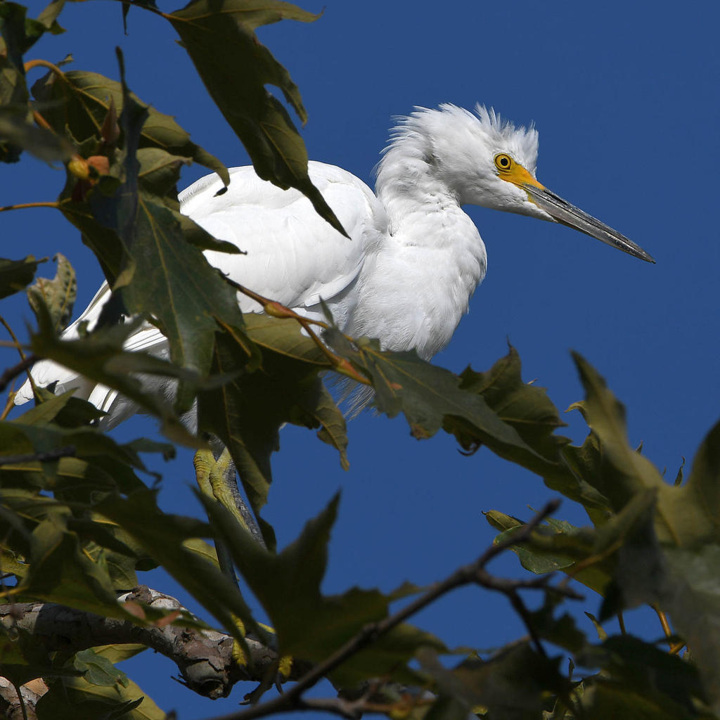 Egret2.jpg