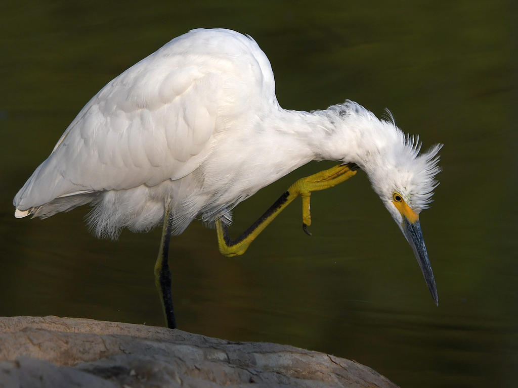 Egret2.jpg