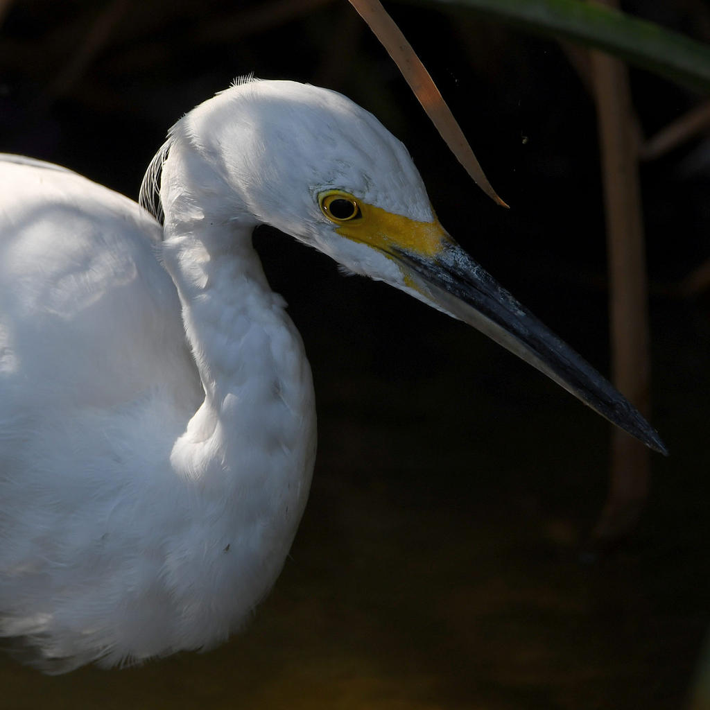 Egret2.jpg