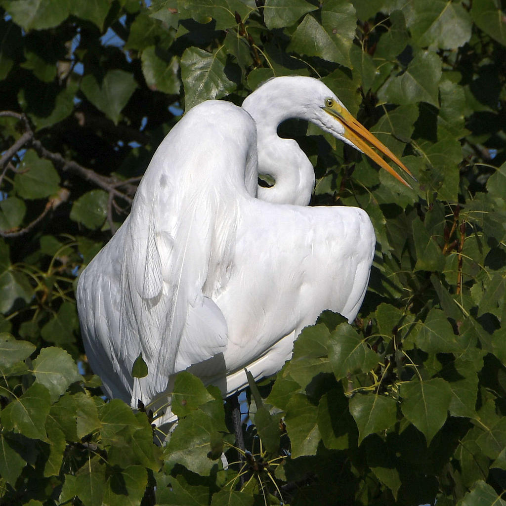 Egret2.jpg