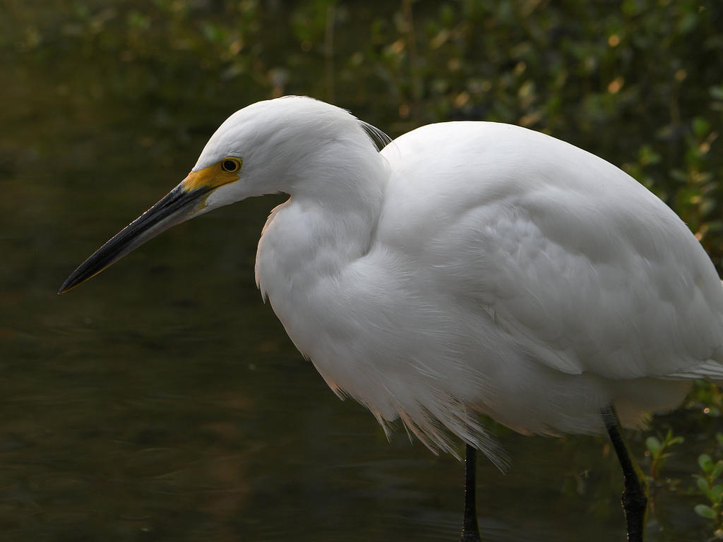 Egret2.jpg