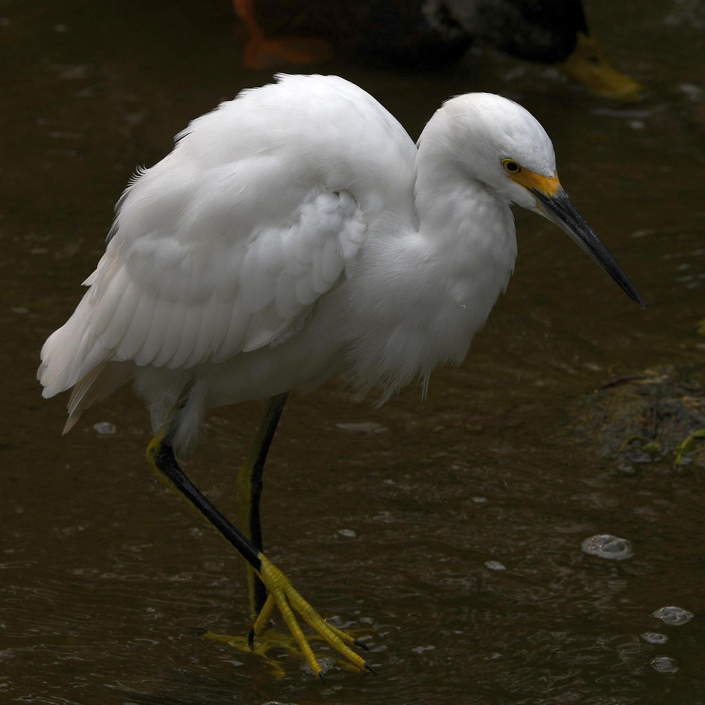 Egret2.jpg