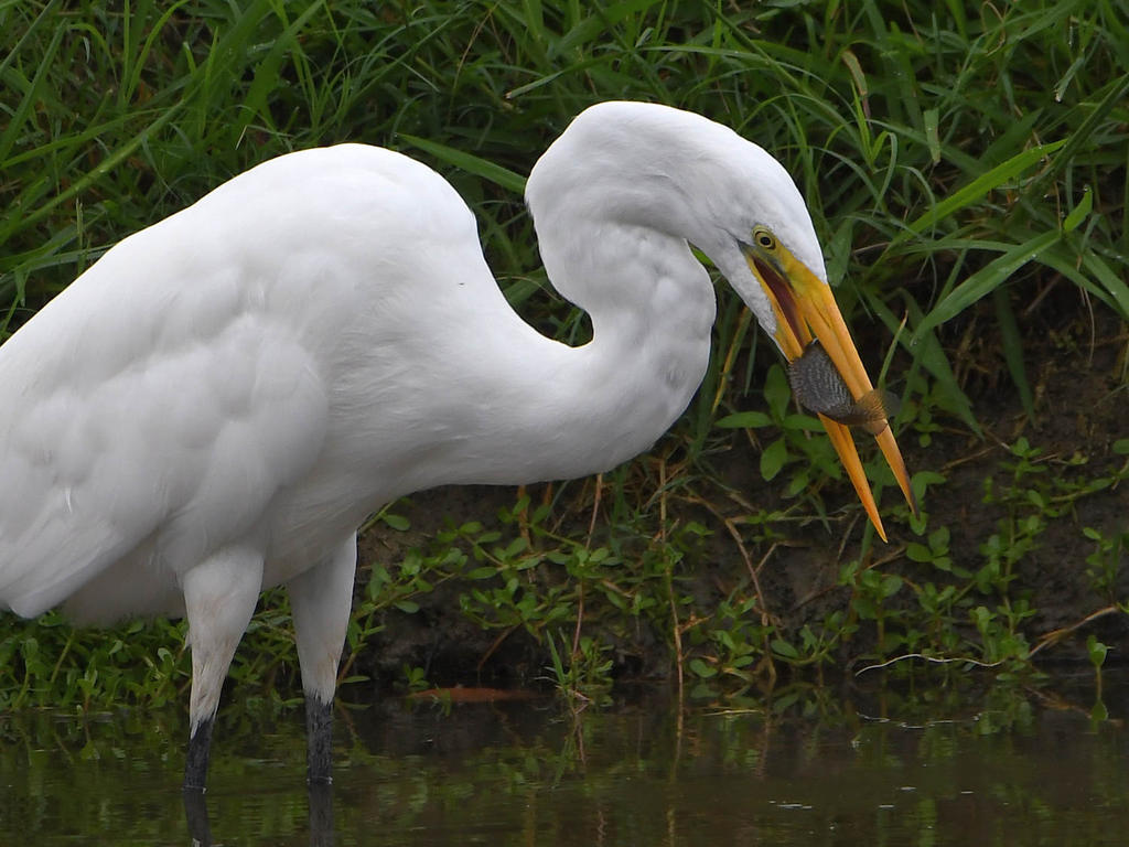 Egret2.jpg