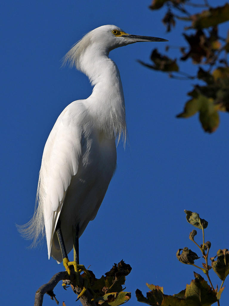 Egret2.jpg