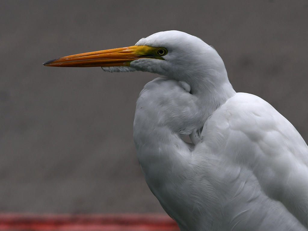 Egret2.jpg