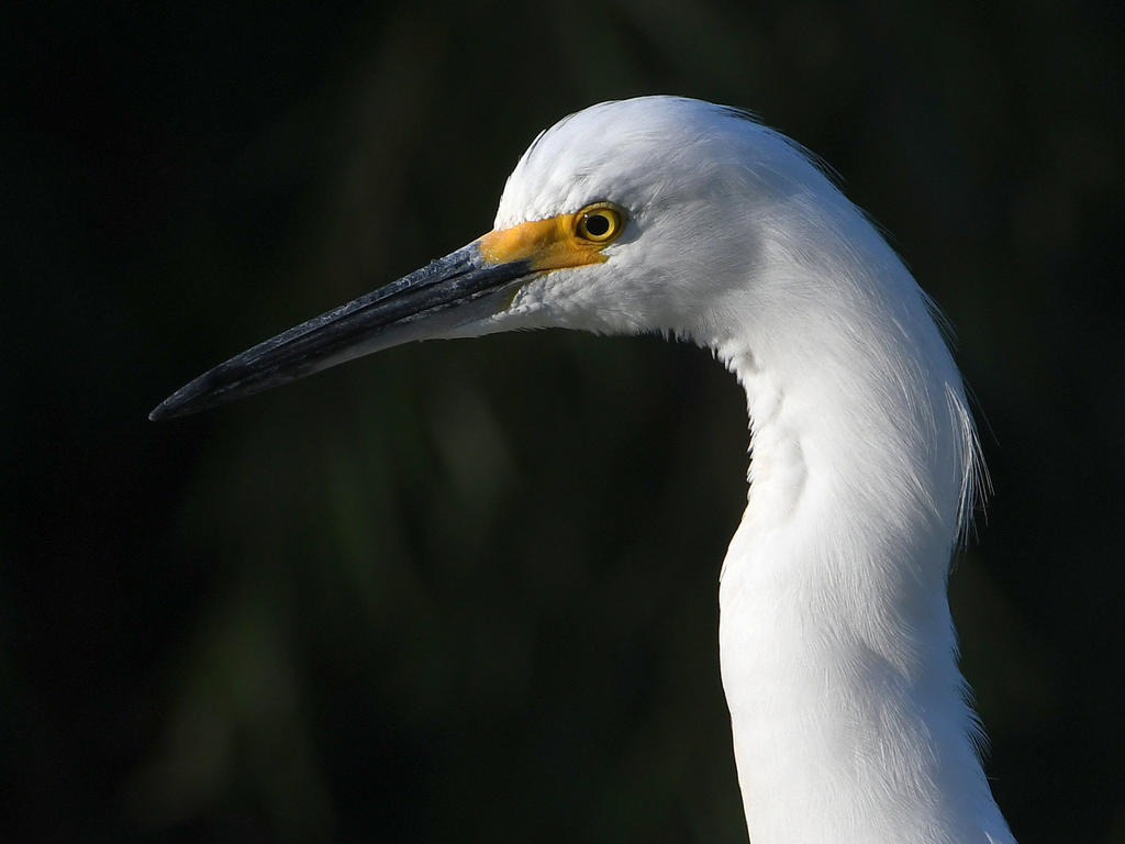 Egret2.jpg