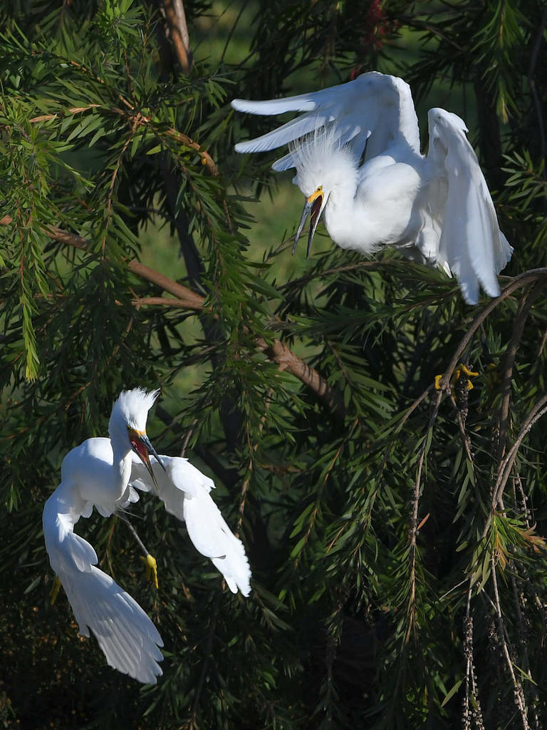 Egret2.jpg