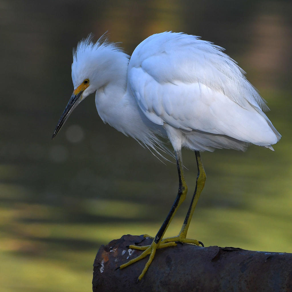 Egret2.jpg