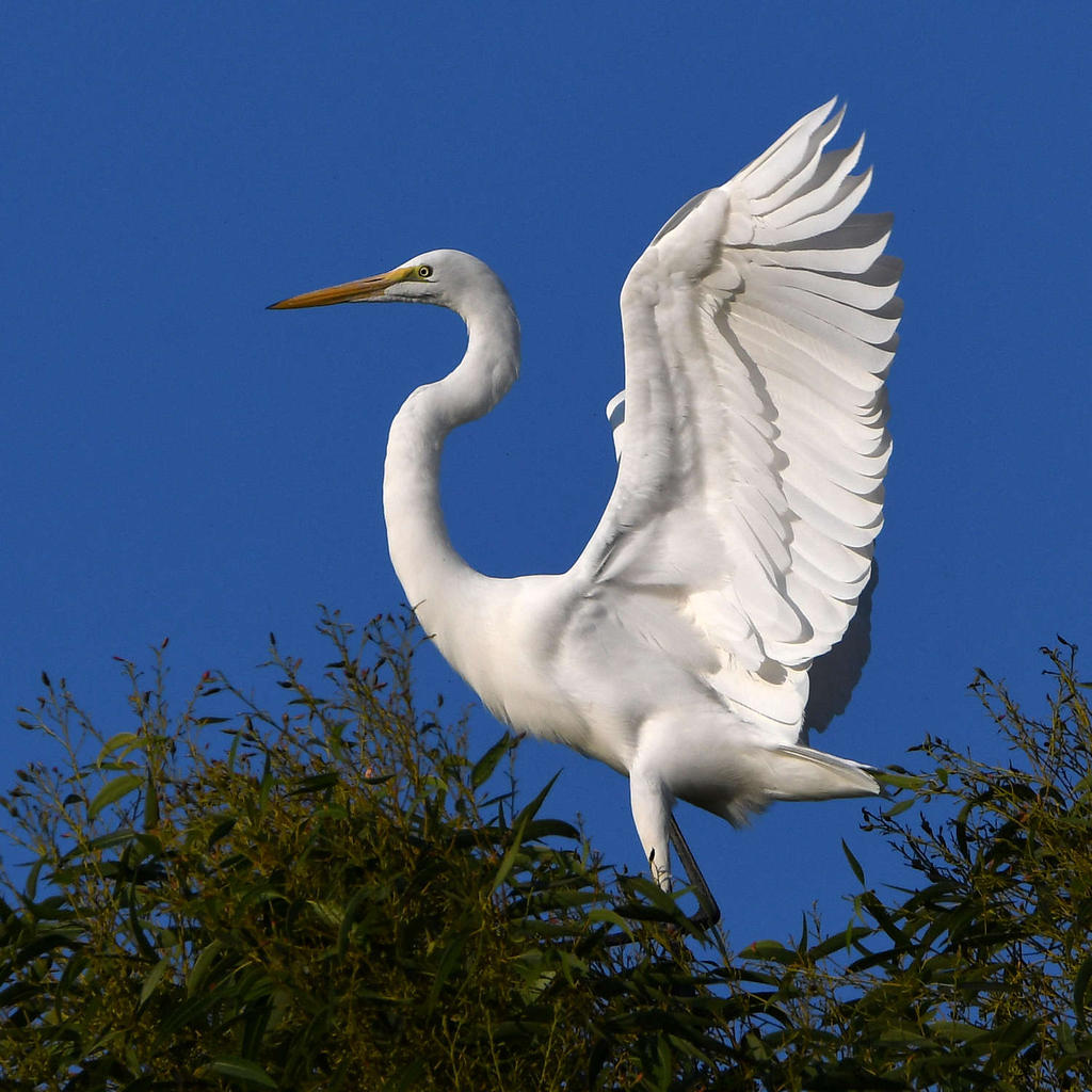 Egret2.jpg