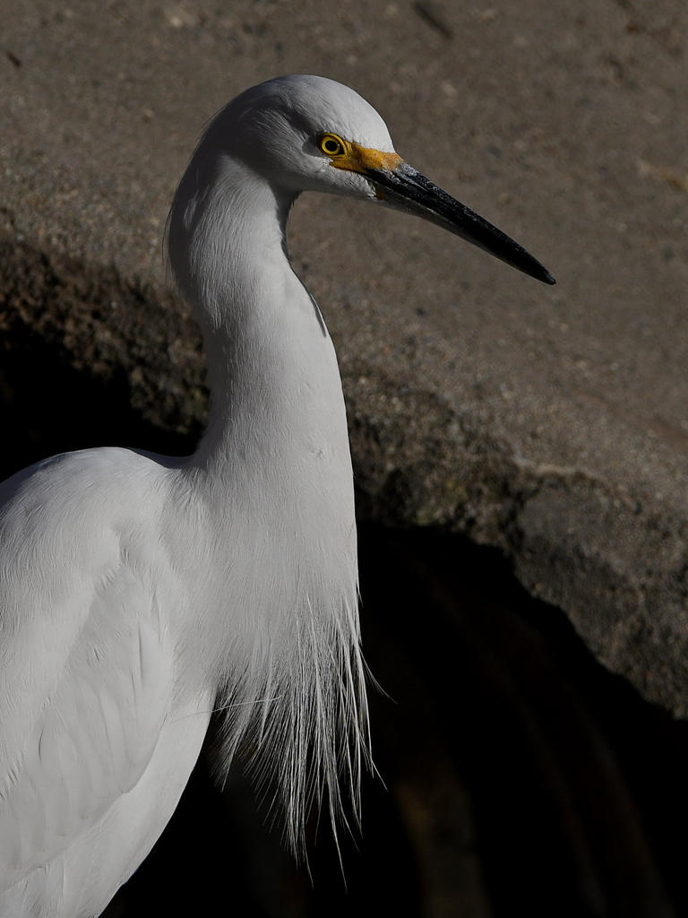Egret2.jpg