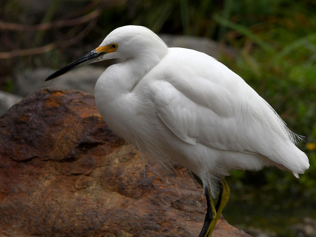 Egret2.jpg