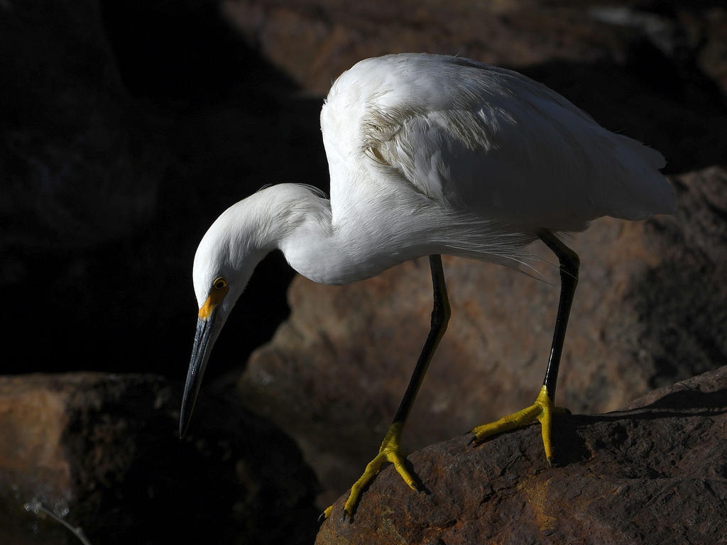 Egret2.jpg